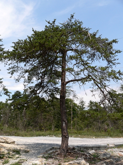 {Pinus virginiana}
